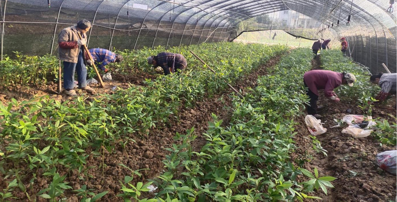 巴中兩山生態(tài)資源資產經營有限公司完成楨楠育苗基地建設